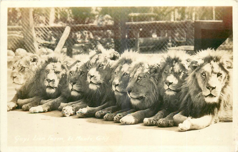 1930s El Monte California Gays Lion Farm occupation RPPC Postcard 26-554