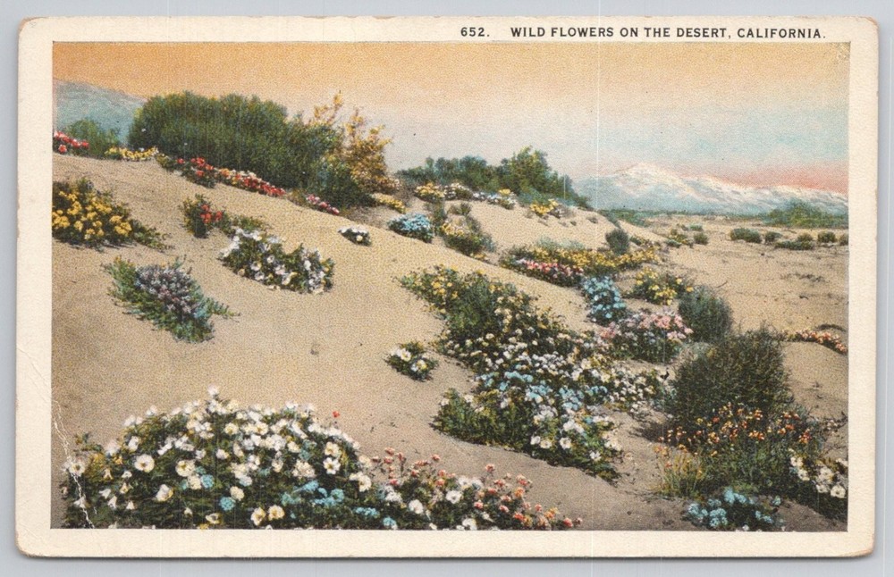 Vintage Postcard Wild Flowers on Desert California Western Publishing Co.