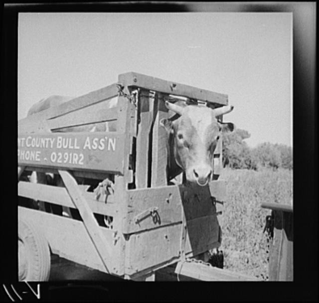 Photo:Holstein bull in trailer. Fremont County, Idaho