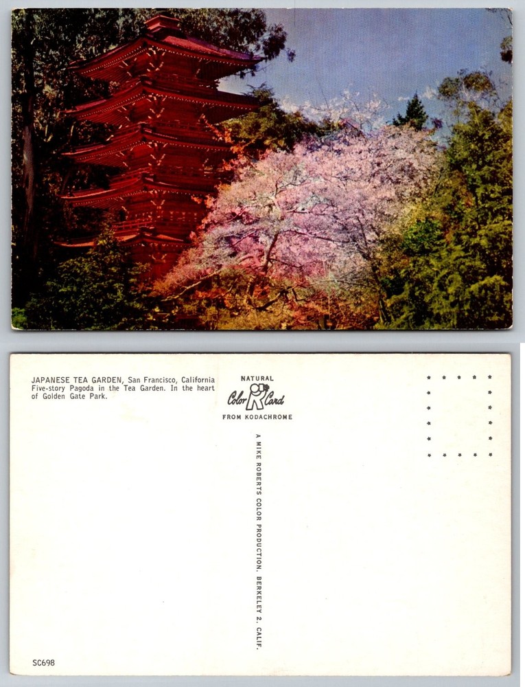 San Francisco Japanese Tea Garden Pagoda Cherry Blossom Postcard