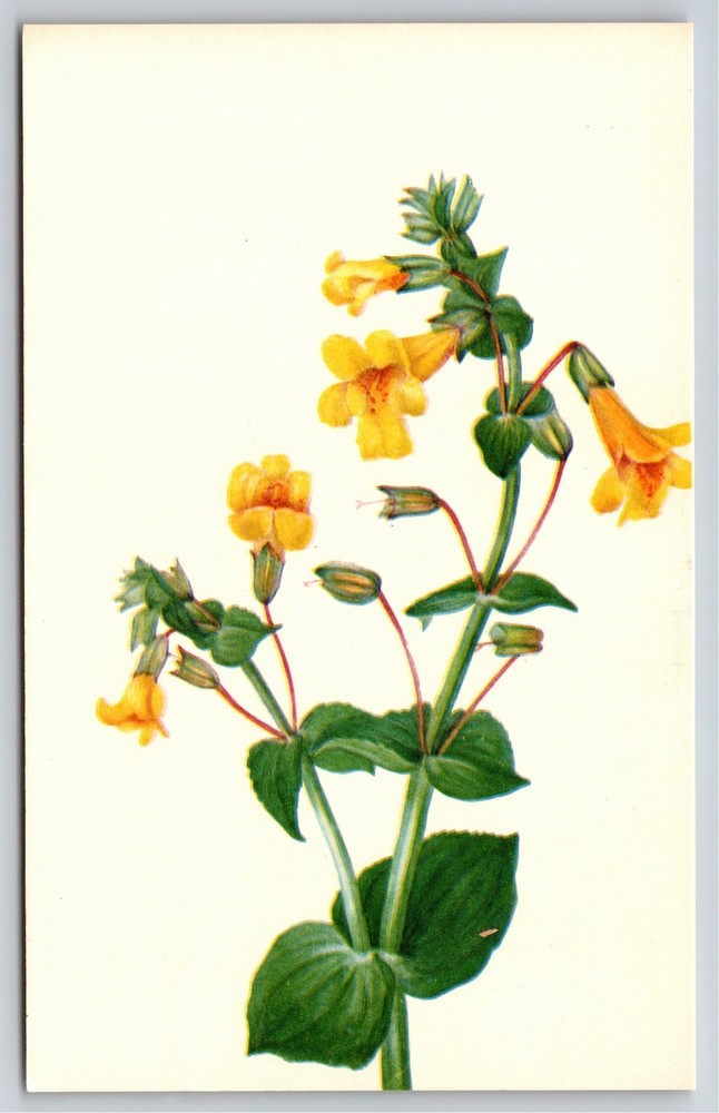Flowers~Western Monkey-Flower Painting @ Smithsonian Institute~Vintage Postcard