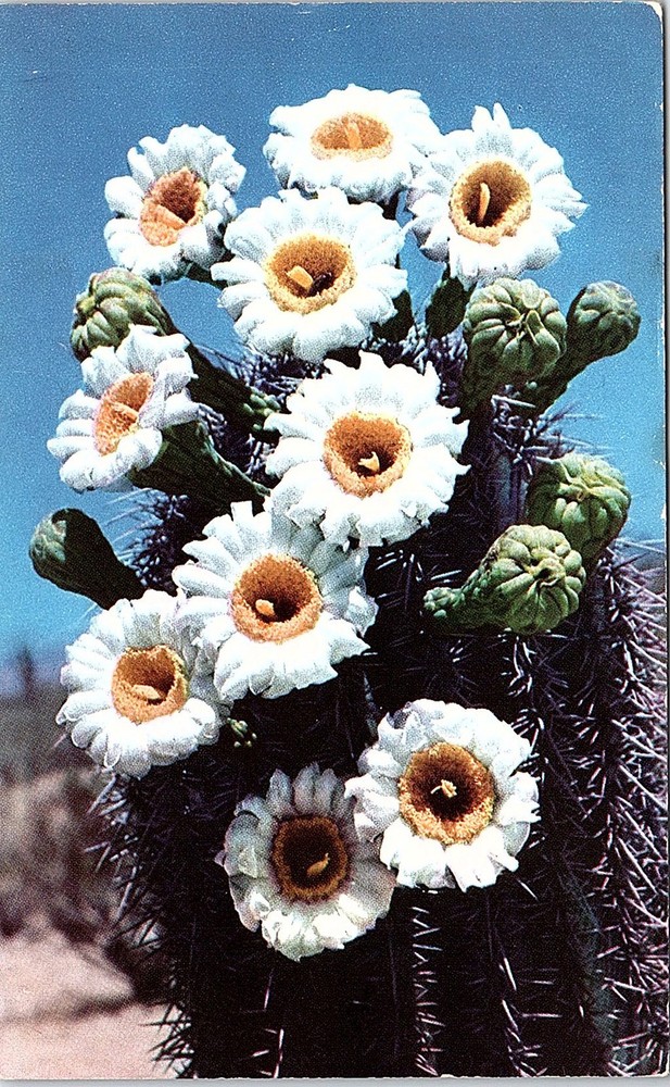 Postcard NATURE SCENE Phoenix Arizona AZ m/09 AI5591