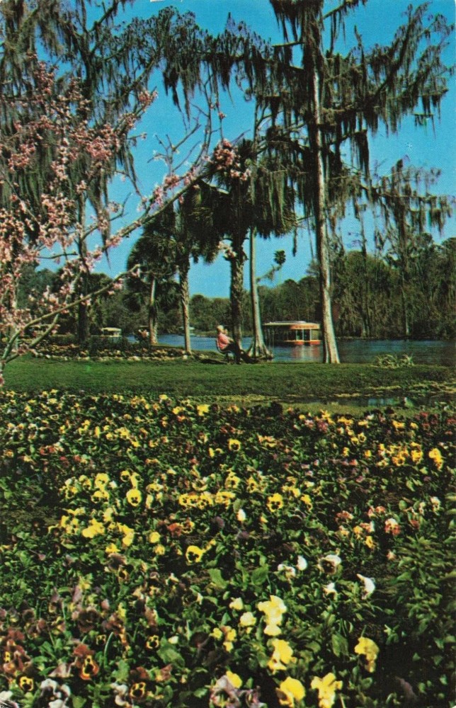 Silver Springs FL Florida, Glass Bottom Boats on Silver River, Vintage Postcard