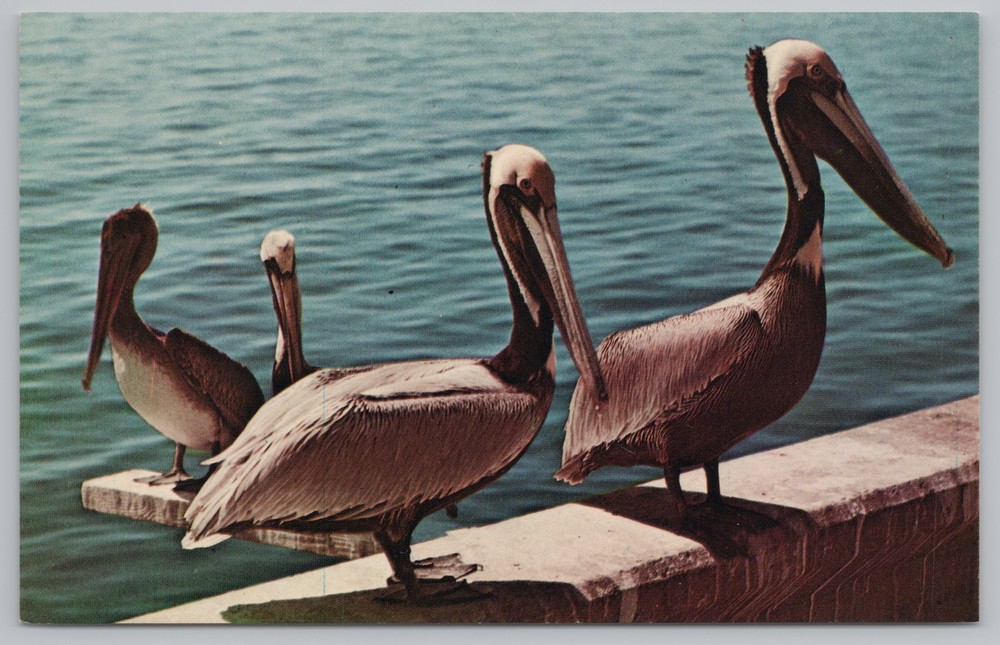 Animal~Pelicans On Concrete Over Lake~Vintage Postcard