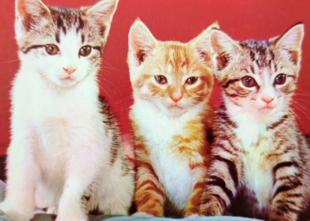 The 3 Little Kittens Cute Kitties Cats on Velvet Pillow Vintage Chrome Postcard