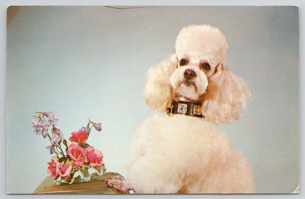 Vintage Plastichrome Postcard: 