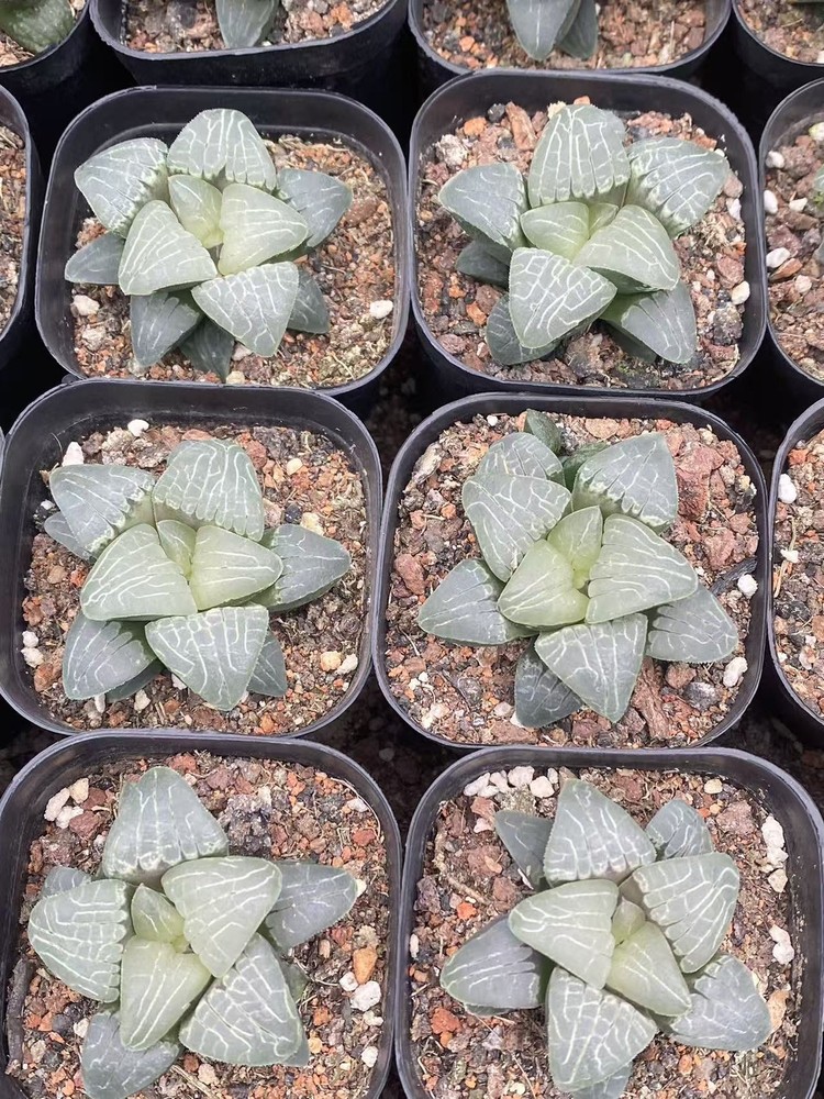 2PCS Haworthia Sunlight Succulent  Beautiful Plant Garden Décor Boutique
