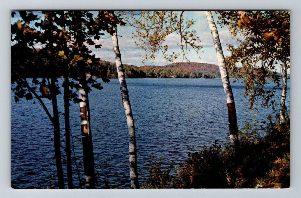 Canada- Ontario Vacationland Series Scenic Lake & Birch Trees Vintage Postcard