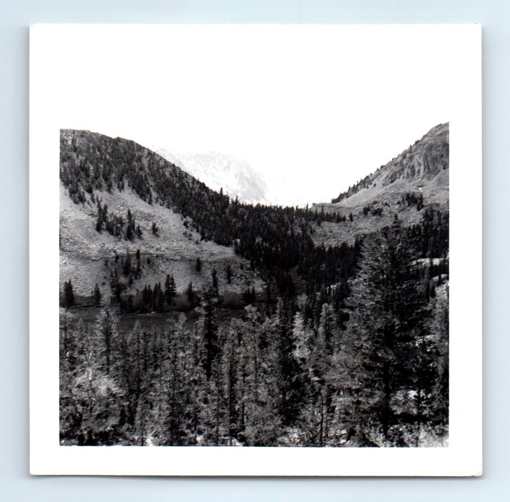 Old Vintage Square Photo MOUNTAIN LANDSCAPE FOREST TREES AND LOOSE ROCK