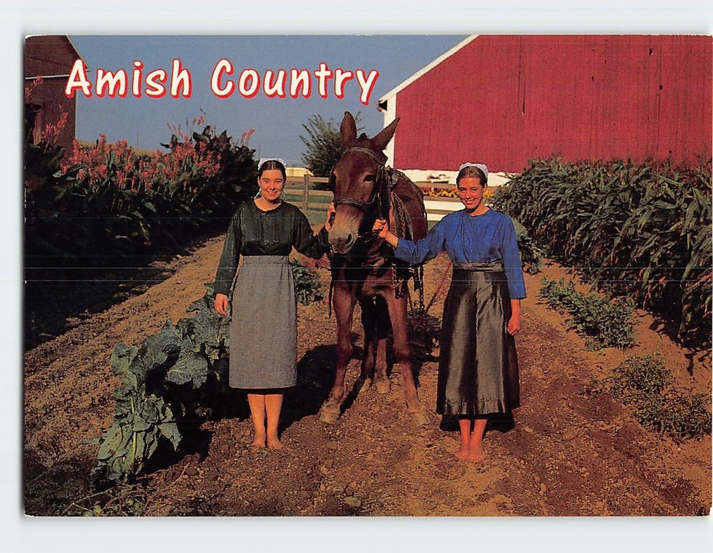 Postcard Farmers Amish Country Pennsylvania USA