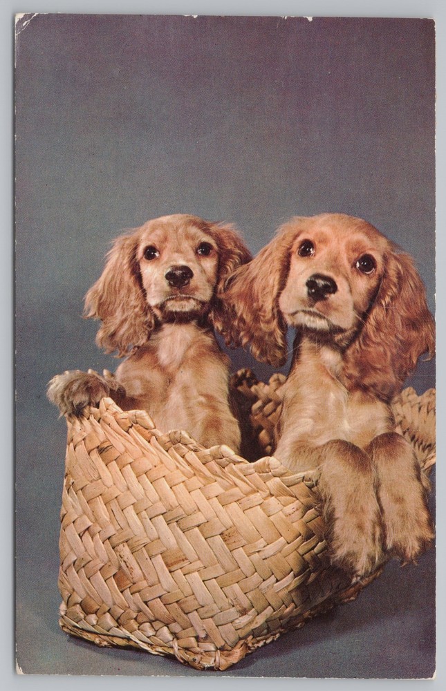 Animal~Golden Cocker Spaniels In Baskets Innocence Abroad~Vintage Postcard