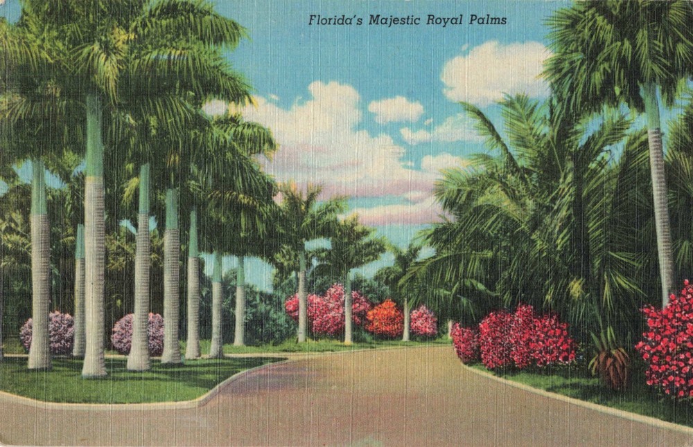 Hollywood Florida, Majestic Royal Palm Trees, Poem on Back, Vintage Postcard