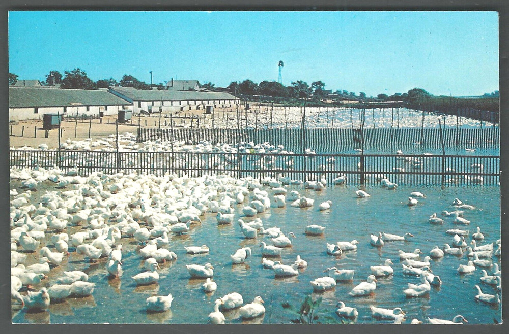 LONG ISLAND DUCKS Postcard by Tomlin Art Co., Northport, N.Y.