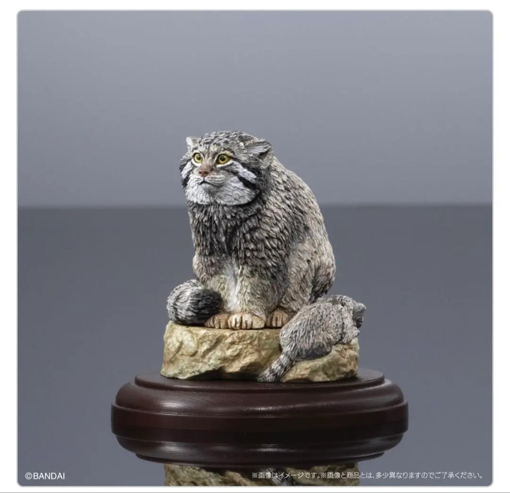 Living Creatures Encyclopedia Display Model Collection: Wild Feline Pallas's Cat