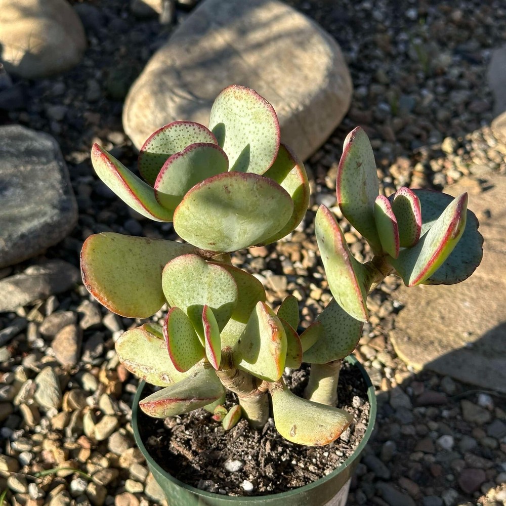 Crassula Arborescens 'Silver Dollar Jade' Live Rooted Succulent in 4