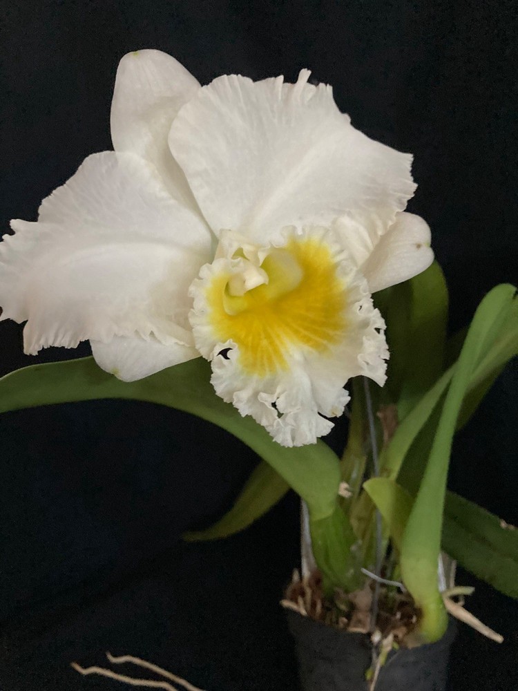 RLC.Burdekin Wonder ‘Lakeland’Am/Aos - Blooming Size Cattleya Orchid Plant