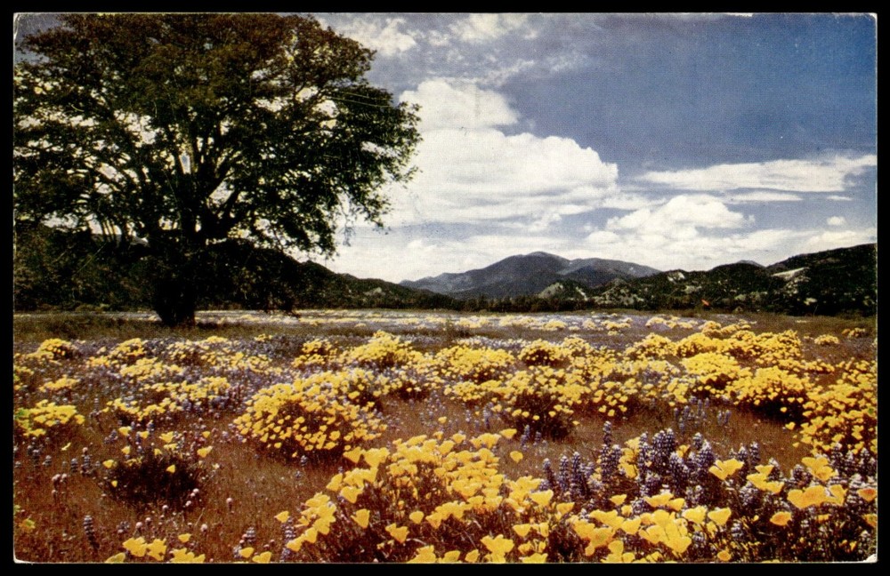 Vintage California Poppy Patch Wildflowers Scenic Chrome Postcard Mike Roberts