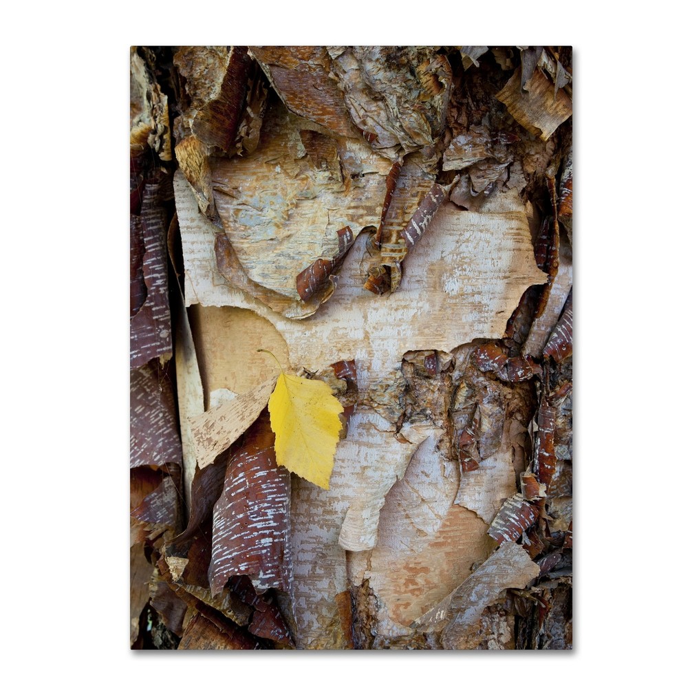Paper Birch Abstract Wall Decor by Kurt Shaffer, 24 by 32