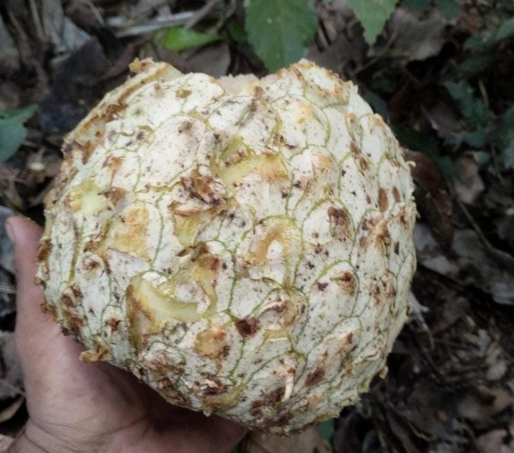 Annona sp Gigante da Floresta Amazônica