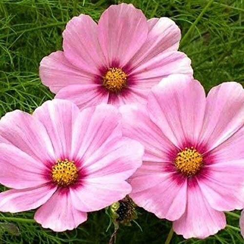 Cosmos GLORIA 3-5’ Tall Huge Flower Blooms Magenta Center Non-GMO 200 Seeds!