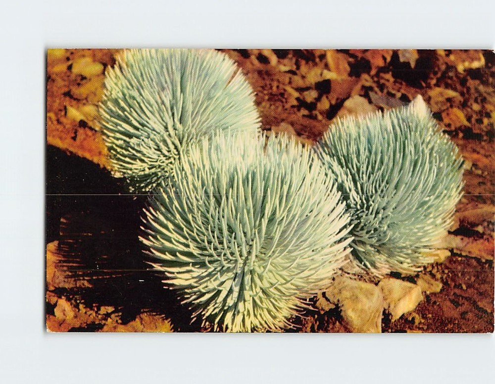 Postcard Silversword On Haleakala Hawaii National Park Plant On Maui Isle USA