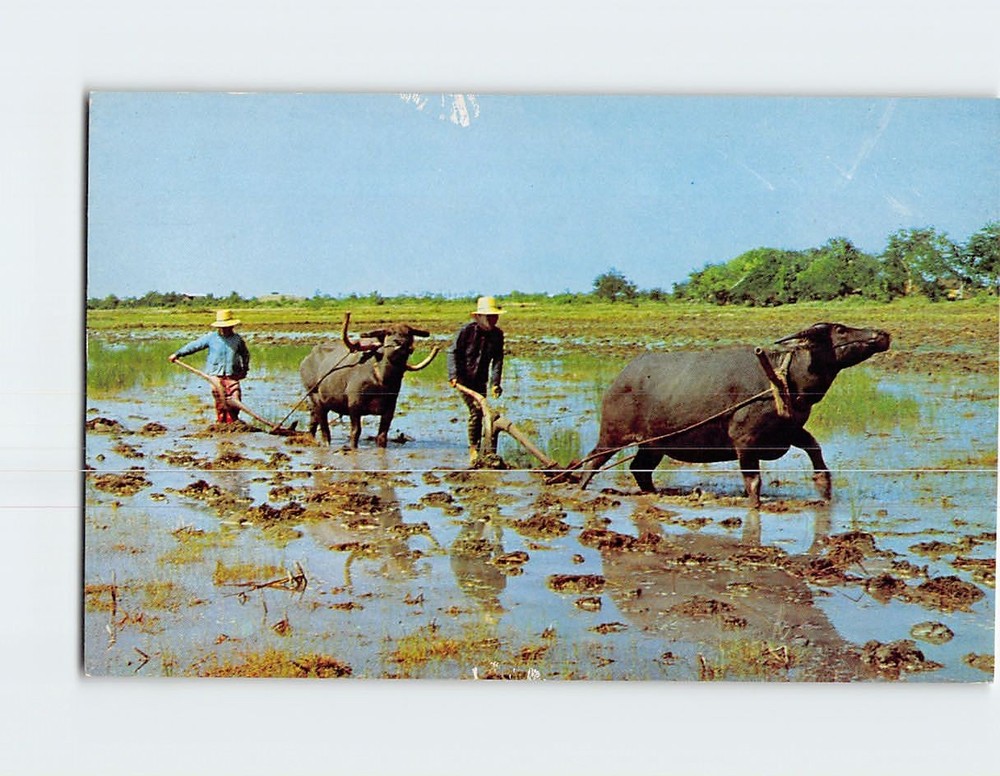 Postcard Ploughjing with Buffaloes Rice Cultivation in Thailand