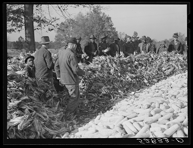 Stem North Carolina Cornshucking Tallyho 1939 Corn Shucking Tenant Farmers