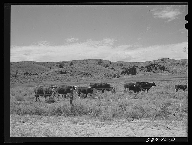 Photo:Sheridan Wyoming 1941 Hereford Range Cattle and Bull Ranch Scene