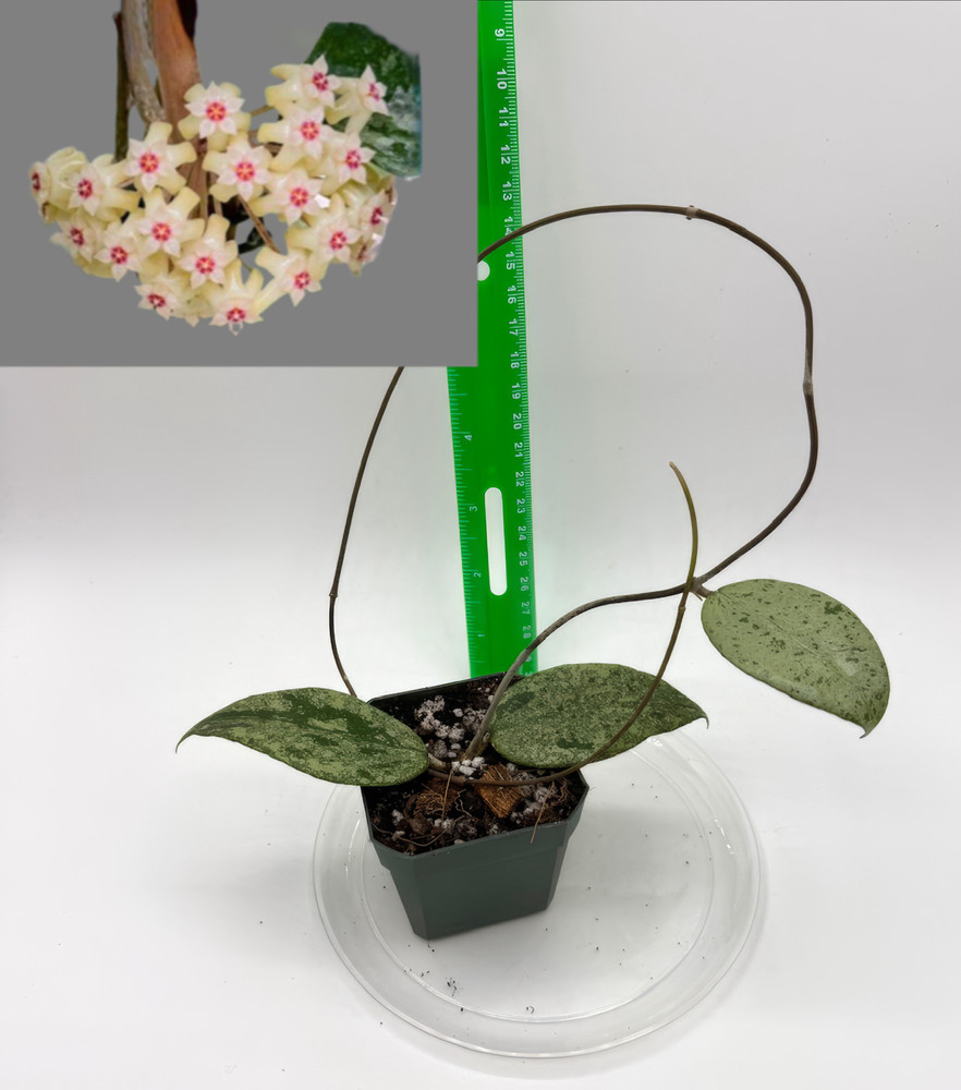 Hoya verticillata ksb-08 silver Well Rooted Established Plant
