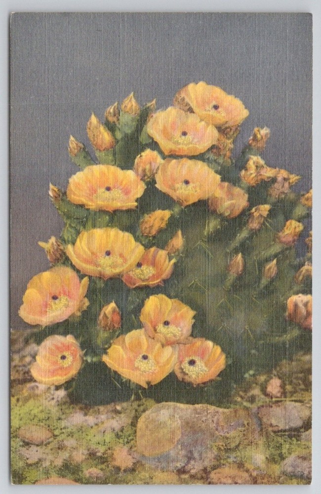 Vintage Prickly Pear Cactus Bloom Linen Postcard Curteich C.T. Art-Colortone