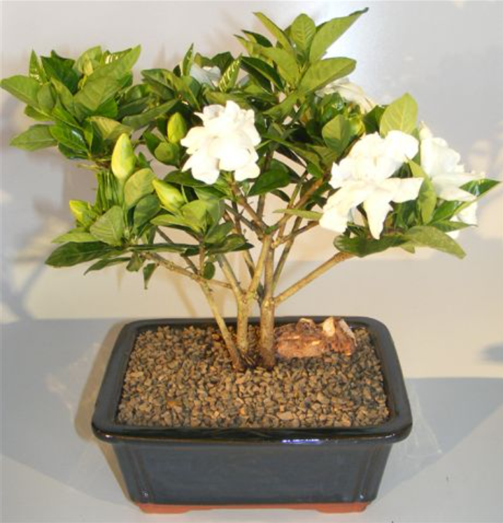 Gardenia Bonsai Tree Live Plant Multi Trunk Indoor Flowering 8-9 Inch Tall