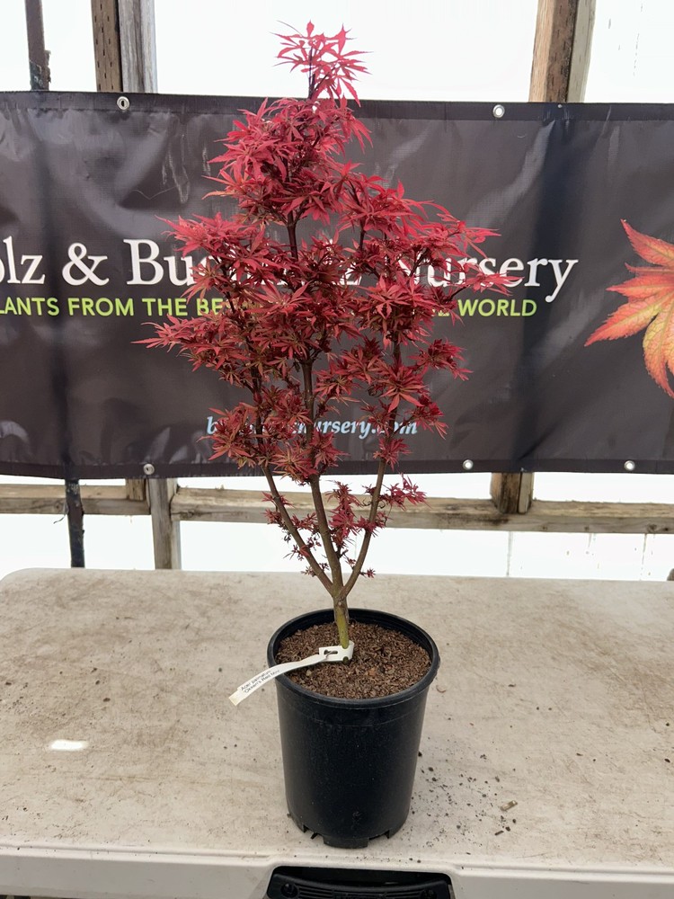 Acer palmatum ‘Okken’s Red Mini’ Rare Dwarf Red Japanese Maple 1 Gallon-image