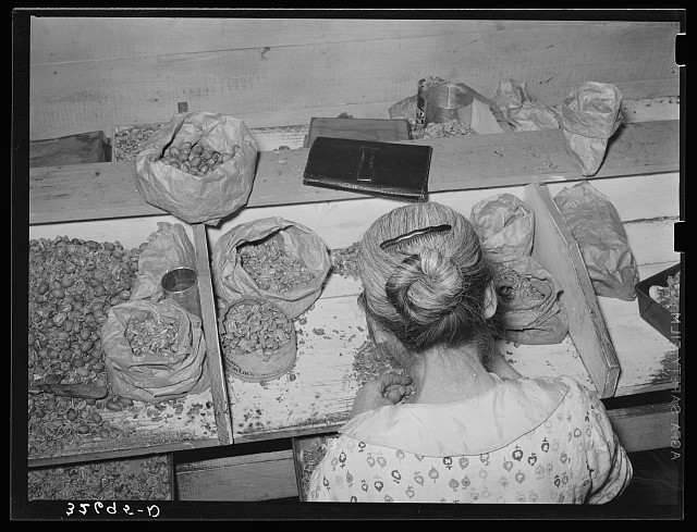 San Antonio Texas 1939 Pecan Shelling Plant Separating Nut Meats from Shells