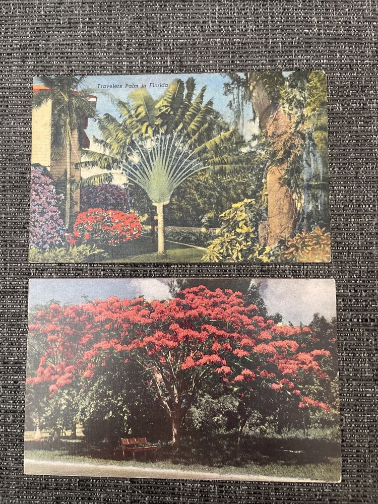 Vintage Linen Postcards Florida~ The Travelers Palm & Royal Poinciana In Bloom