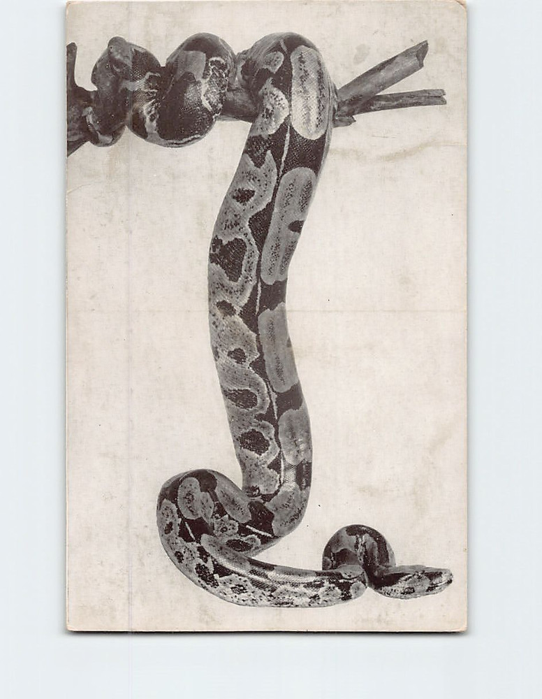 Postcard Boa Constrictor Chicago Natural History Museum Chicago Illinois