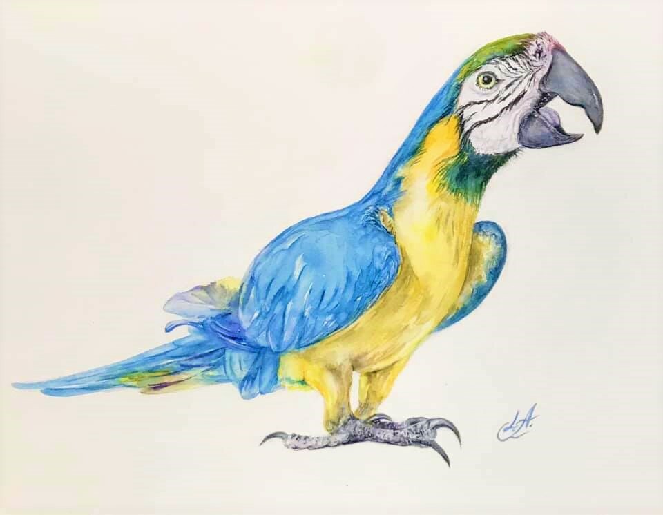 Original Macaw Parrot Watercolor Painting by Bird Artist