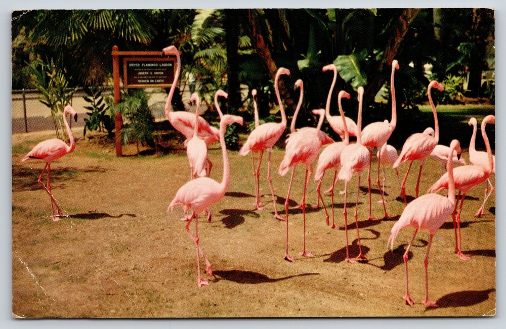 Animal~Flamingos In San Diego Zoo~Vintage Postcard