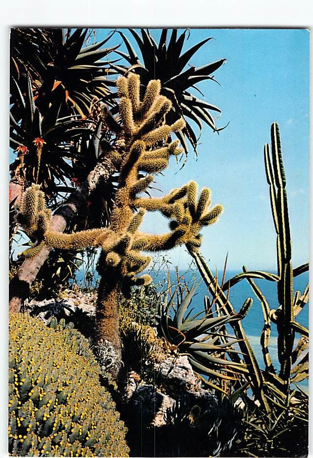 Postcard Le Jardin Exotique dominant la Méditerranée Monaco Monaco