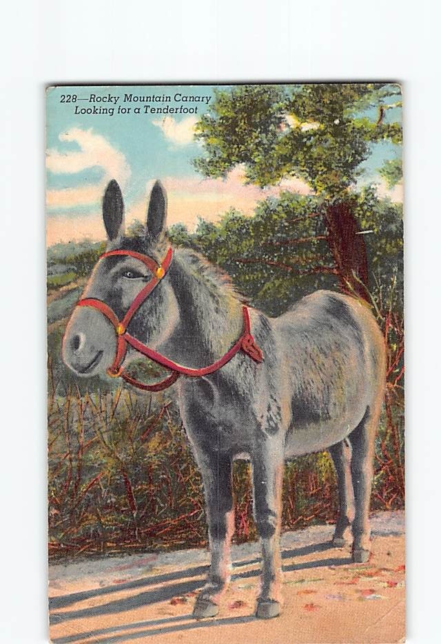 Postcard Rocky Mountain Canary Burro