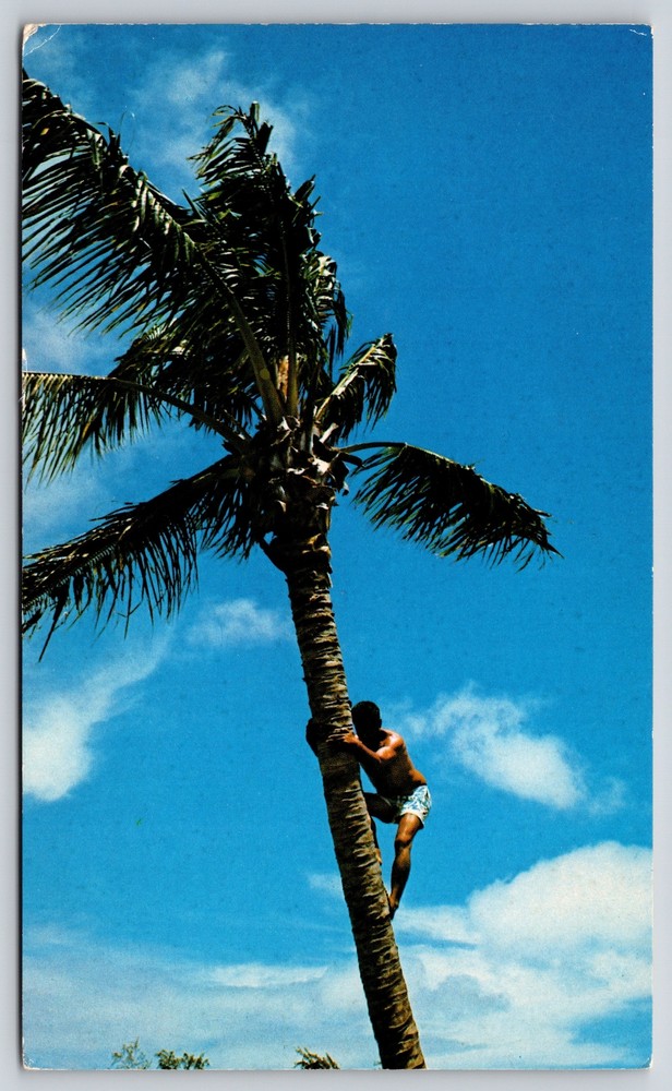 Waikiki Hawaii~Man Climbing Coconut Tree~Vintage Postcard