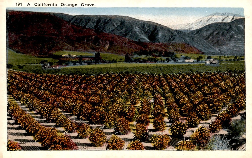 California Orange Grove, 1917 Postcard