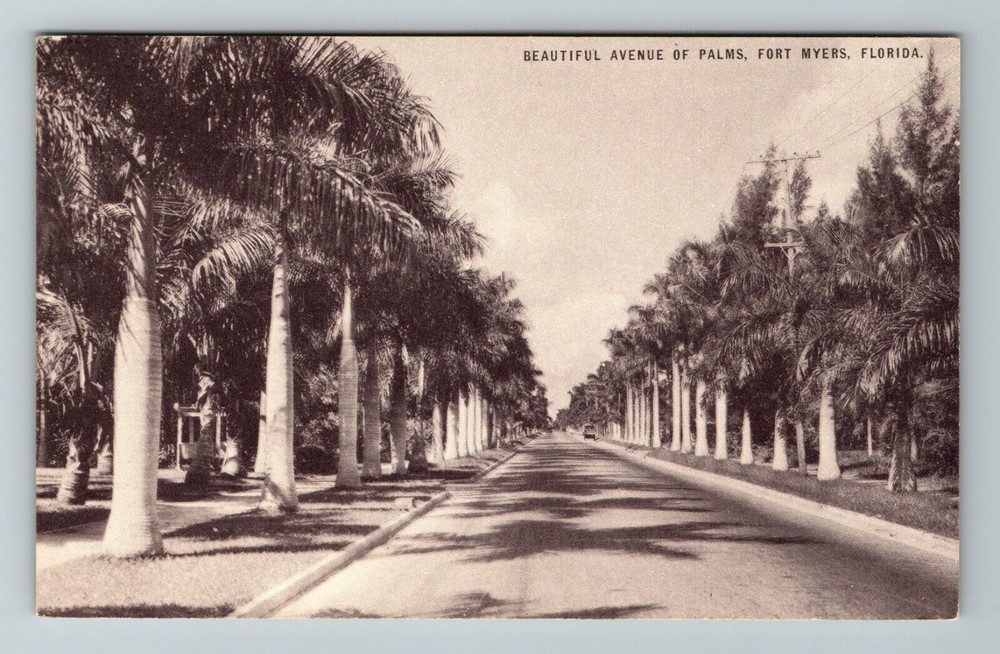 Fort Myers FL-Florida, Beautiful Avenue Palms, Vintage Postcard