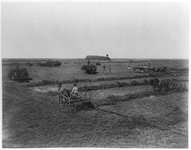 Photo:Kern County California 1890s Haying in Alfalfa Field Calloway Canal