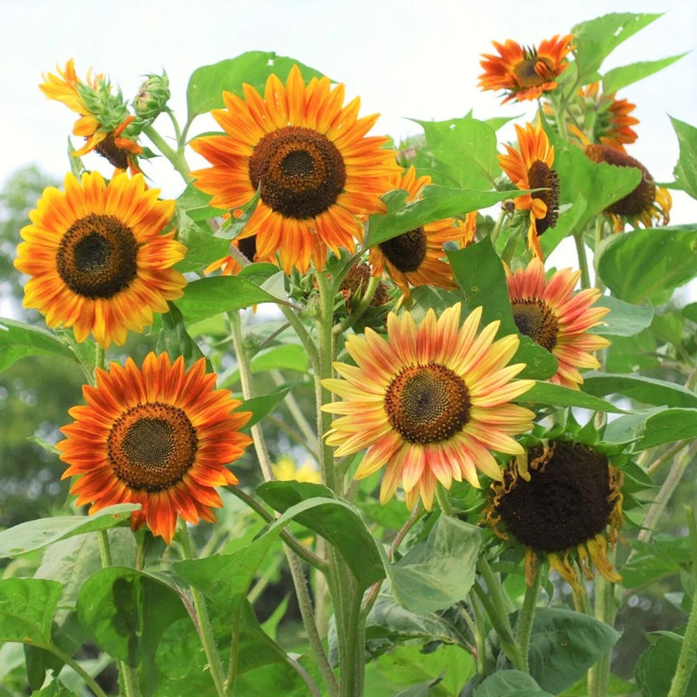 Evening Sun Sunflower Seeds 50pcs/pack Helianthus Anuus Bicolor Red OrangeYellow