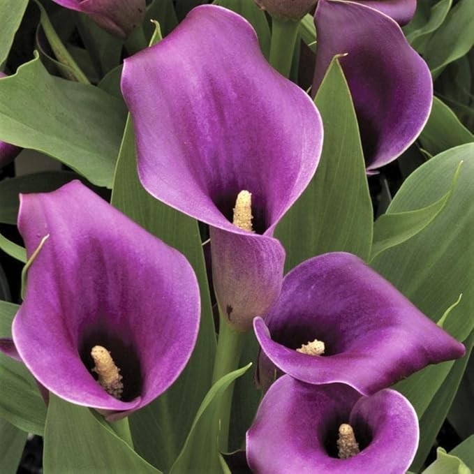 Pretty Imported Calla Lily  purple Pack of 2 Bulbs
