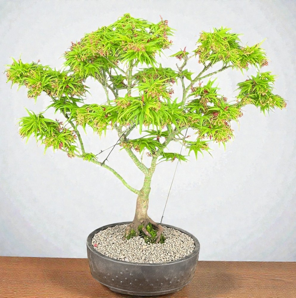 Green Japanese Maple Bonsai Tree Live Outdoor Acer Palmatum Mikawa Yatsubusa 20