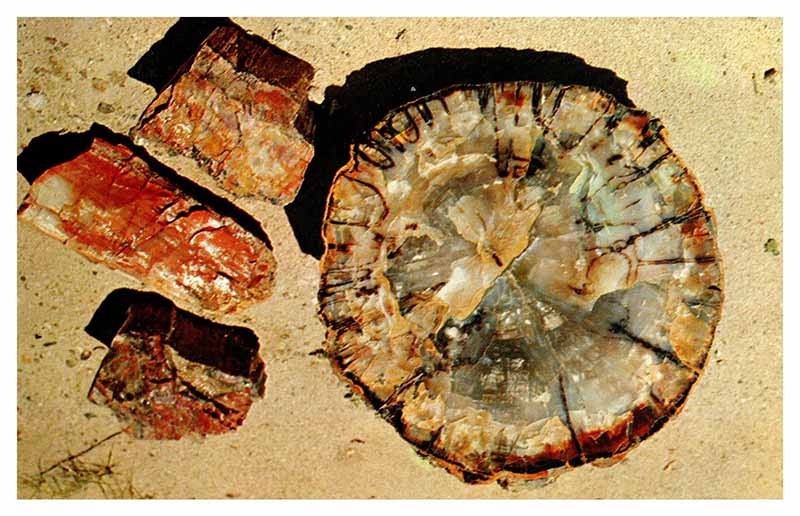 POSTCARD SCENE Petrified Forest National Park Arizona AZ m/09 AQ3125