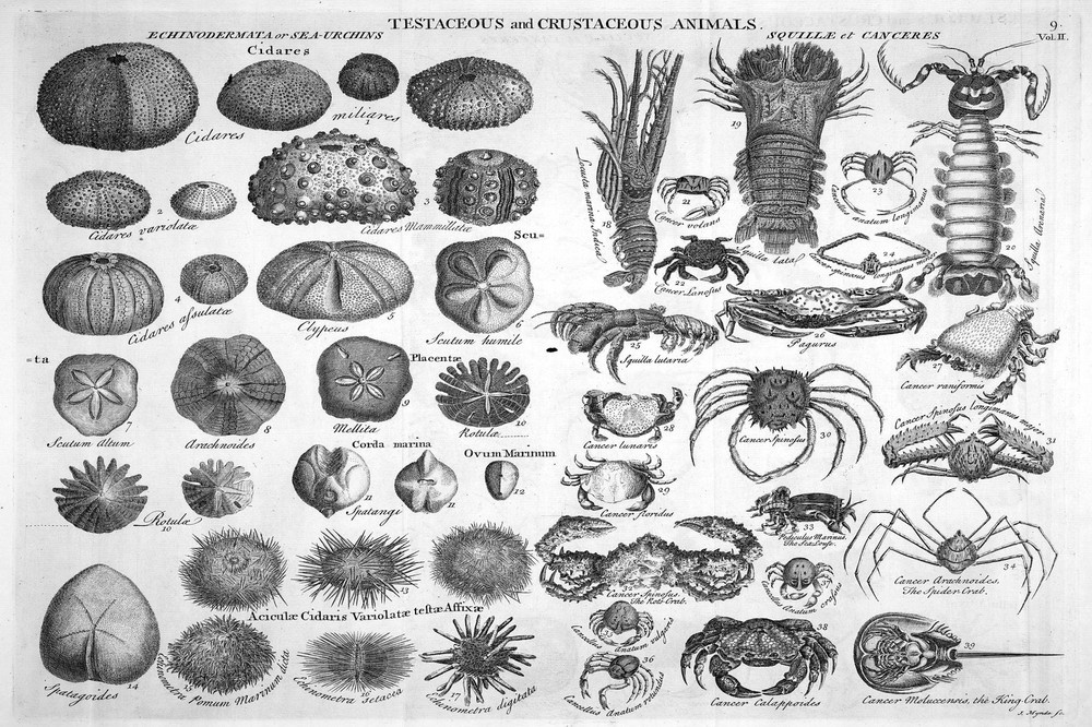 5968.Testaceous and crustaceous animals.crabs.lobsters.POSTER.Decoration.Graphic