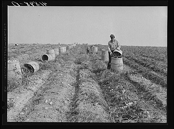Photo:Caribou Maine 1930s Potato Harvest Farm Security Administration