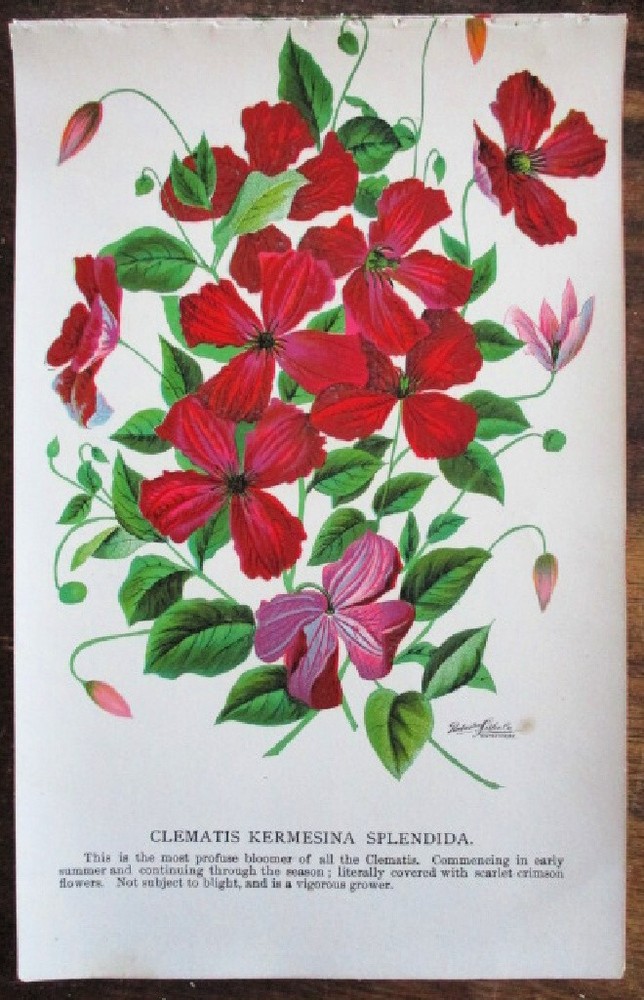 Vtg, Print, CLEMATIS,KERMESINA, SPLENDIDA , BOTANICAL, 1900
